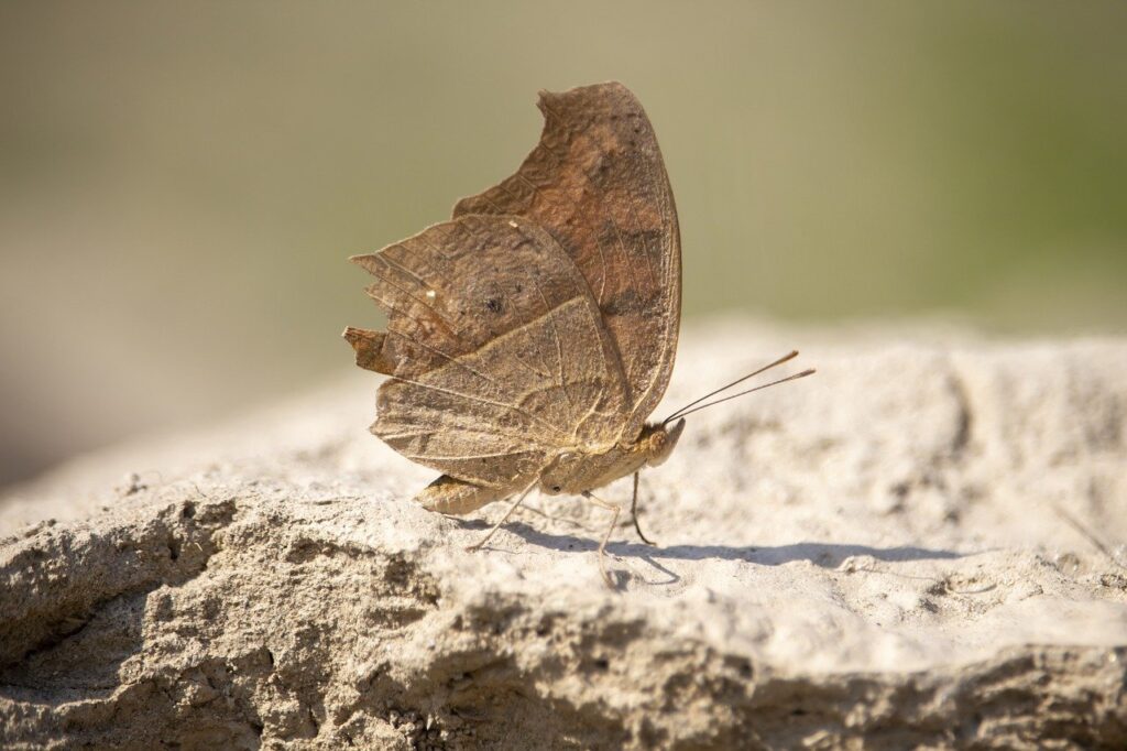 percy jackson books in order list