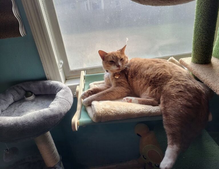 can i play marshock200 on my laptop