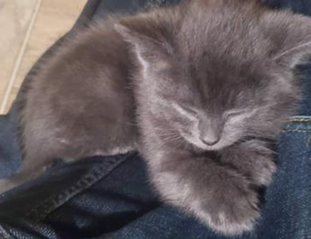 departure time fight sd1555958a