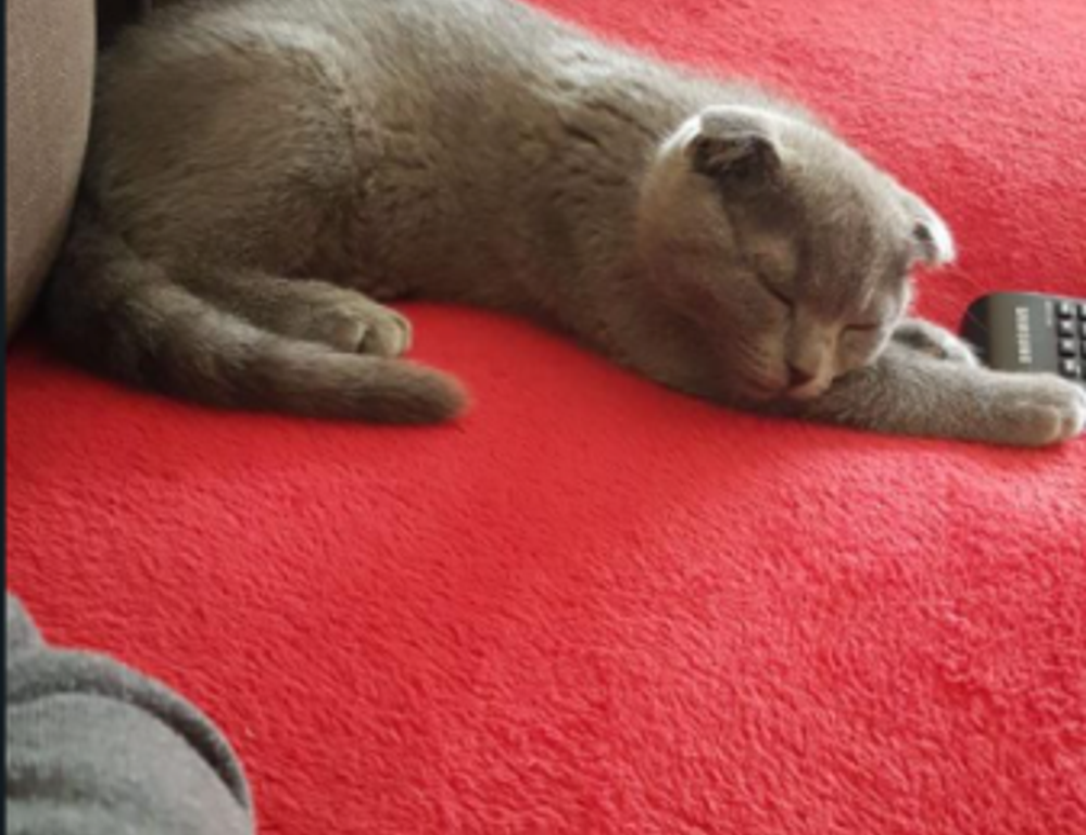 opinions about komatelate