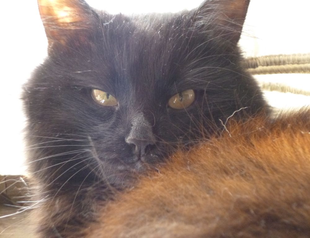 warning about komatelate